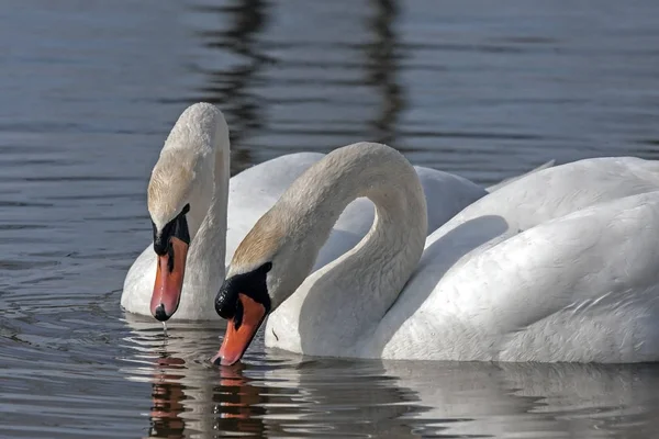 Familie der Höckerschwäne — Stockfoto