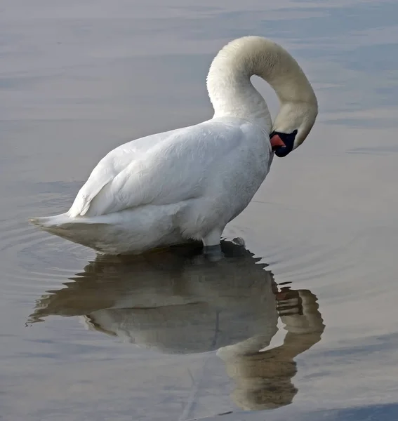 Primer plano del cisne mudo — Foto de Stock