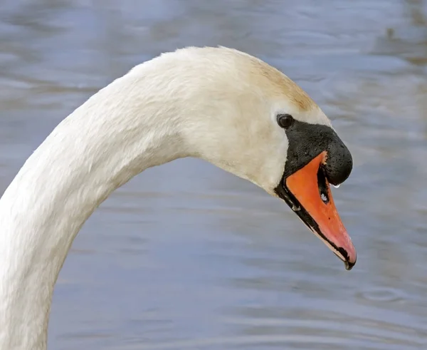 Schwanenporträt — Stockfoto