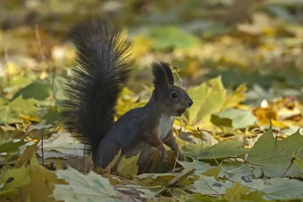 Écureuil assis sur le feuillage de l'érable — Photo