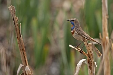 Bluethroat sazlar üzerinde tünemiş