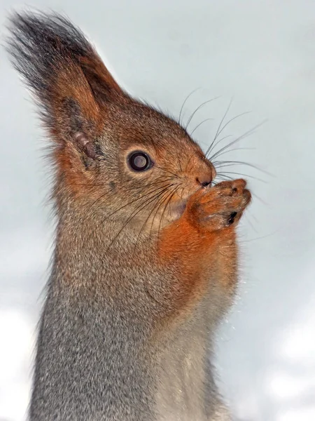 닫기-uo 먹는 다람쥐의 — 스톡 사진