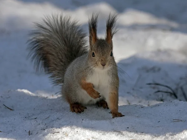 https://st3.depositphotos.com/6766578/14302/i/450/depositphotos_143024585-stock-photo-squirrel-sitting-on-the-snow.jpg