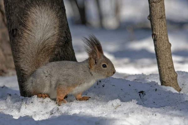 Écureuil assis sur la neige — Photo