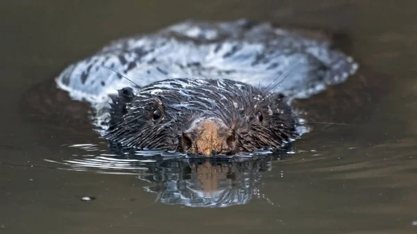 Close-up van drijvende beaver — Stockfoto