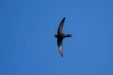 Uçan ortak swift (Apus apus)