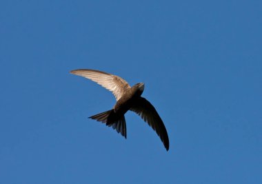 Uçan ortak swift (Apus apus)