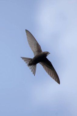 Uçan ortak swift (Apus apus)