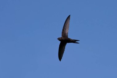 Uçan ortak swift (Apus apus)