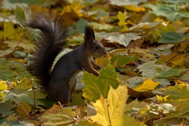 Sincap akçaağaç yaprakları üzerinde oturuyor. Avrasya Kızıl sincap (Sciurus vulgaris).