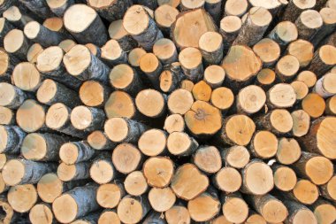 Huş günlükleri günlüğü