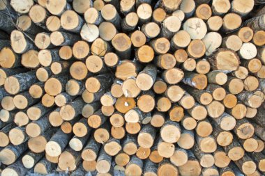 Huş günlükleri günlüğü