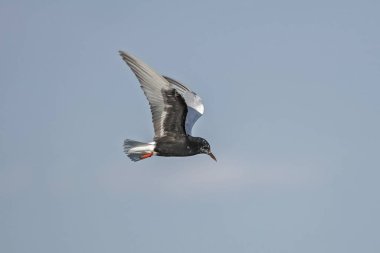 AK kanatlı sumru (Chlidonias leucopterus) uçuş
