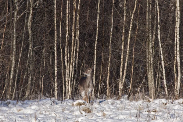 Fallow Deer Dama Dama Female — Stock Photo, Image