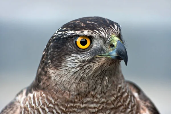 Nahaufnahme Des Falken — Stockfoto