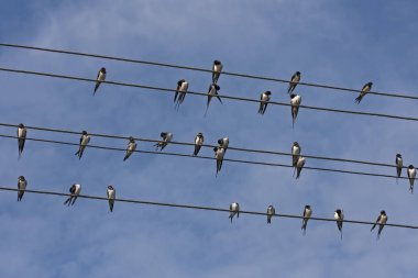 Teller oturan pek çok yutar. Kırlangıcı (Hirundo rustica).