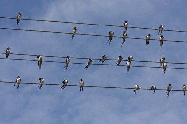 Teller oturan pek çok yutar. Kırlangıcı (Hirundo rustica).