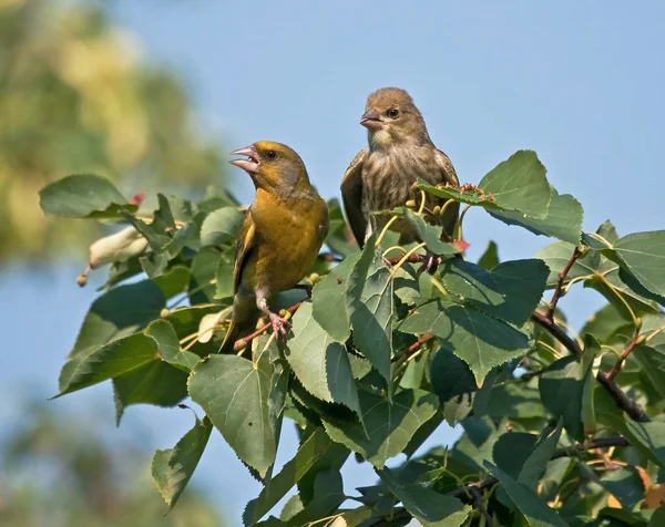 Семейство Европейских Гринфингов Carduelis Chloris — стоковое фото