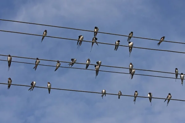 Teller Oturan Pek Çok Yutar Kırlangıcı Hirundo Rustica — Stok fotoğraf