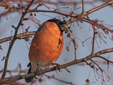 Bayağı şakrak kuşu (Pyrrhula pyrrhula, erkek) - bir Rus halkının en sevdiğim kuş