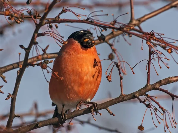 Eurasian Bullfinch (Pyrrhula pyrrhula, male) - one of the favorite birds of the Russian people