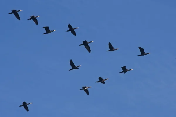 Rebanho Corvos Marinhos Voando Céu Azul Grande Corvo Marinho Phalacrocorax — Fotografia de Stock