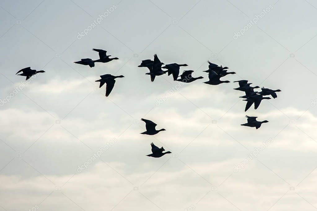 Flock of the gooses flying on the sky. Greater white-fronted goose (Anser albifrons).