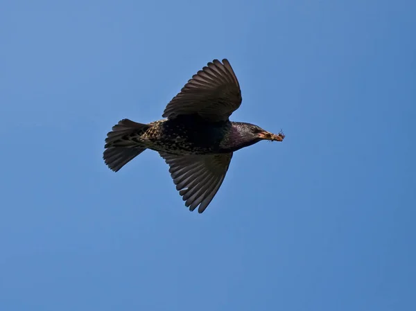 Latające Europejskiej Szpak Sturnus Vulgaris — Zdjęcie stockowe