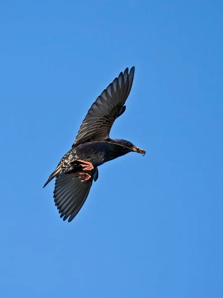 Starling Europeu Voador Sturnus Vulgaris — Fotografia de Stock