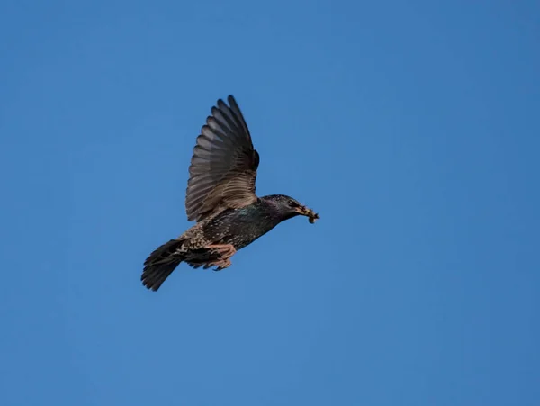 Starling Europeu Voador Sturnus Vulgaris — Fotografia de Stock