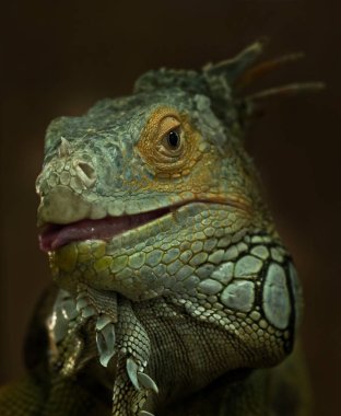 Yeşil iguana portresi