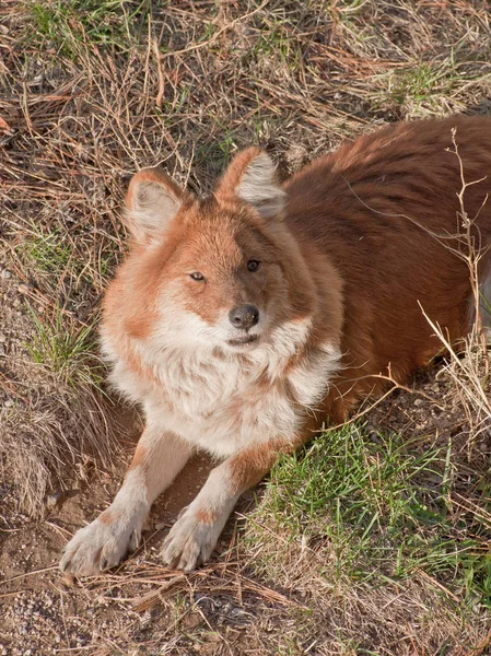 Close Dhole Cuon Alpinus — Stock Photo, Image