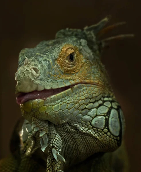 Retrato Iguana Verde — Foto de Stock