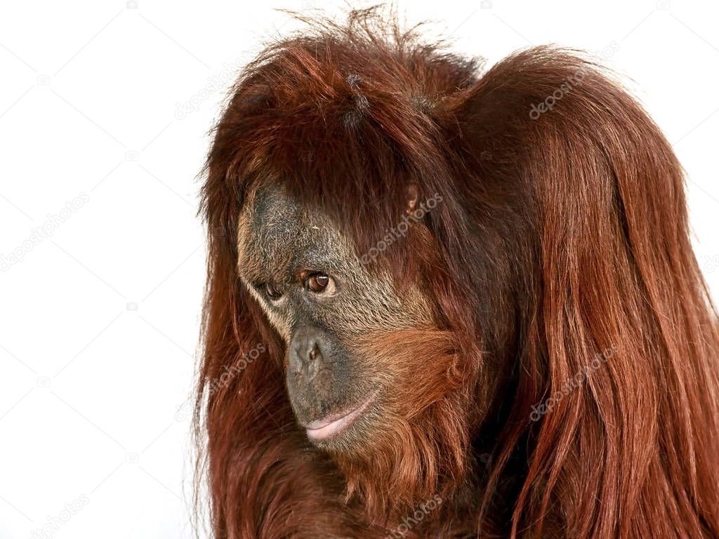 Isolated portrait of Orangutan
