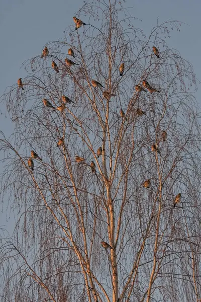 Birçok Kuş Ağaç Üzerinde Bohem Pekkuyruk Bombycilla Garrulus Fieldfare Turdus — Stok fotoğraf