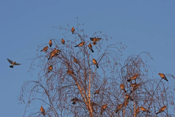 Birçok Kuş Ağaç Üzerinde Bohem Pekkuyruk Bombycilla Garrulus Fieldfare Turdus — Stok fotoğraf