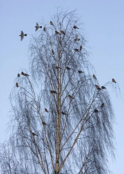 Ağaçta Bir Sürü Kuş Var Fieldfare Turdus Pilaris — Stok fotoğraf