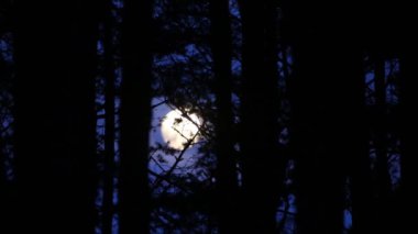 Gece ormanı boyunca ay ışığı