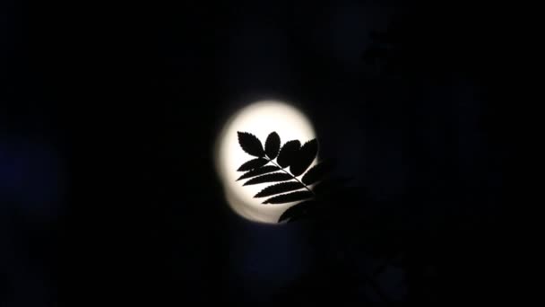 Branch Background Moon — Stock Video