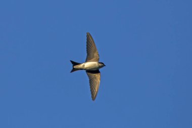 Uçan ortak ev martin (Delichon urbicum)