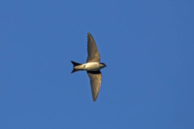 Flying common house martin (Delichon urbicum) clipart