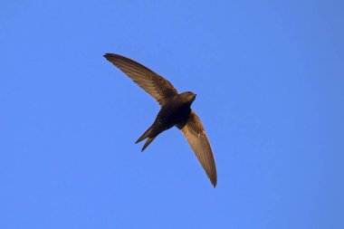 Uçan swift. Ortak Swift (Apus apus).