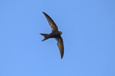 Uçan swift. Ortak Swift (Apus apus).