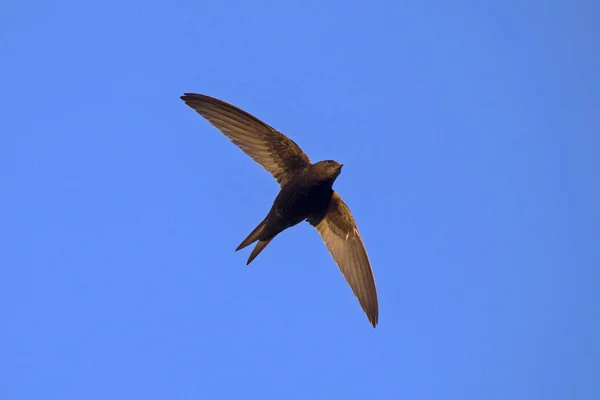 Flugsegler Mauersegler Apus Apus — Stockfoto