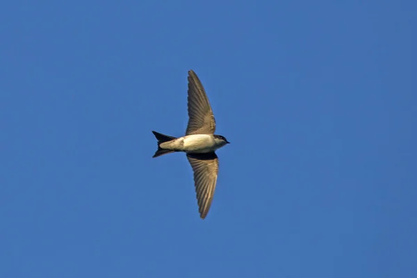 Fliegender Hausmartin Delichon Urbicum lizenzfreie Stockfotos