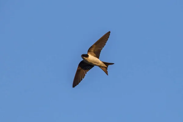 Vuelo Común Casa Martin Delichon Urbicum —  Fotos de Stock