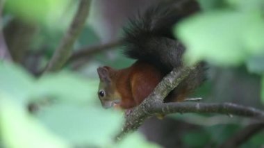 Ağaçta oturan sincabı yemek. Avrasya kızıl sincabı (Sciurus vulgaris).