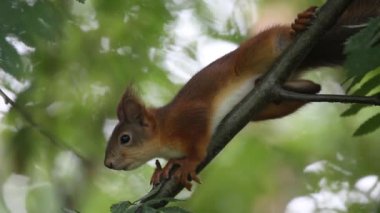 Ağaçta oturan genç sincap. Avrasya kızıl sincabı (Sciurus vulgaris).
