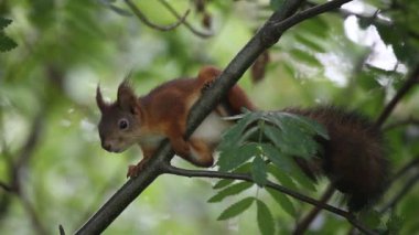 Ağaçta oturan genç sincap. Avrasya kızıl sincabı (Sciurus vulgaris).