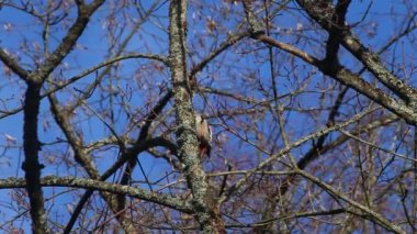 Ağaçkakan bir ağacı oyuyor. Orta benekli ağaçkakan veya Avrupalı ağaçkakan (Dendrocoptes medius).